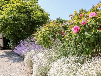 A garden bed with pink roses purple and white flowers along a gravel path