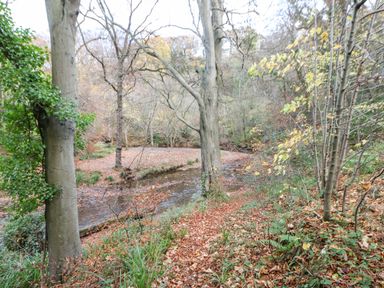 A forest area with a river running through and trees with fallen leaves on the ground at Snowdrop in Saltburn-by-the-Sea