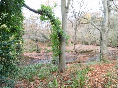A wooded area with a river running through it and trees with some leaves on the ground at Snowdrop in Saltburn-by-the-Sea