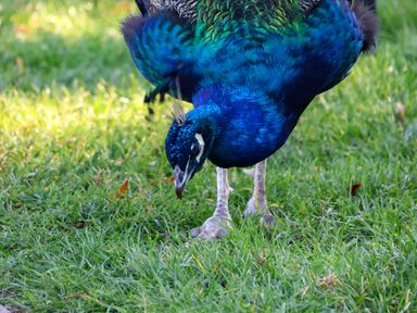 Peacock foraging on grass