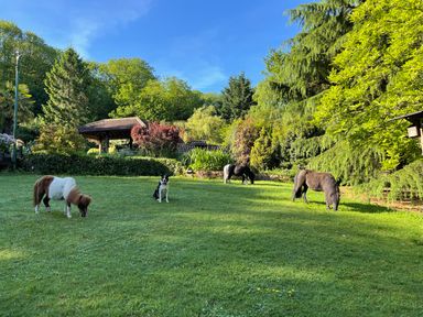 A garden with three ponies grazing and a dog sitting near a wooden gazebo at Badger View in Culverstone Green near Chatham