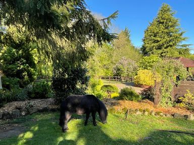 A small black horse grazing on grass in a garden with trees and shrubs at Badger View in Culverstone Green near Chatham