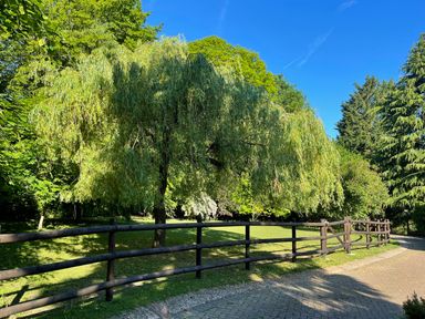 A fenced garden with a large tree and a paved pathway at Badger View in Culverstone Green near Chatham