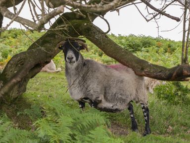 A sheep standing under a bent tree branch in a grassy field with ferns