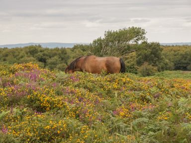 A brown horse grazing in a field of yellow and purple wildflowers with trees in the background at The Old Bakery in Crowcombe