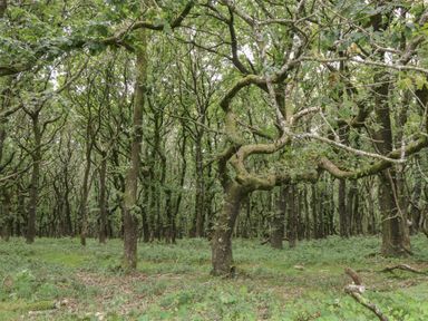 A forest with moss-covered trees and green undergrowth at The Old Bakery in Crowcombe