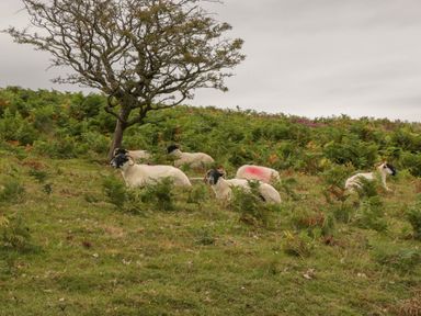 A grassy hillside with ferns a tree and sheep resting on the grass at Floras Barn in Crowcombe