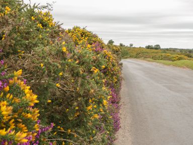 A rural road next to flowering bushes with yellow and purple flowers at Floras Barn in Crowcombe