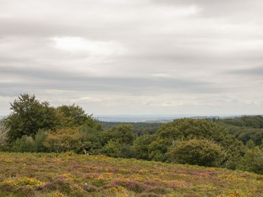 A landscape with trees and flowering shrubs under a cloudy sky at Floras Barn in Crowcombe