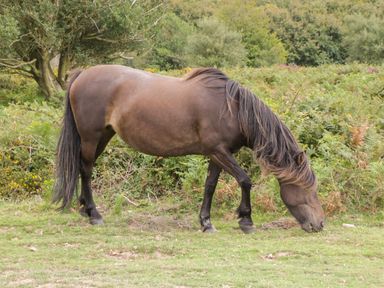 A horse grazing on grass near bushes and trees at Floras Barn in Crowcombe