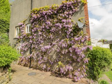 A house wall covered with purple flowering vines next to a paved pathway and green shrubs at Viaduct House in Lydbrook