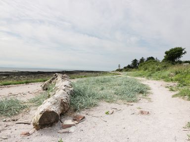 A sandy beach with a large fallen log and grassy plants near the shore and a lighthouse in the distance at Cheri in Southerness