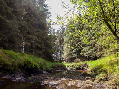 A small creek flowing through a forest with trees and green grass at Shepherds Retreat in Gortin