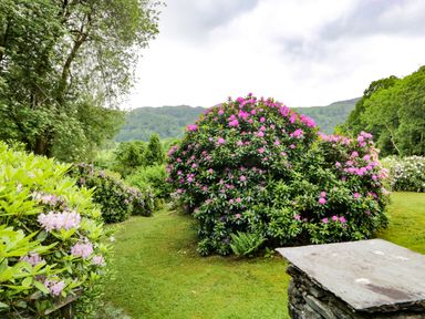 A garden with green grass and bushes with pink flowers surrounded by trees and hills in the background at Ramblers Roost in Grasmere