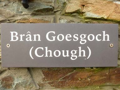 A brown rectangular sign with white text that reads Bran Goesgoch Chough mounted on a stone wall at Bran Goesgoch in Holyhead