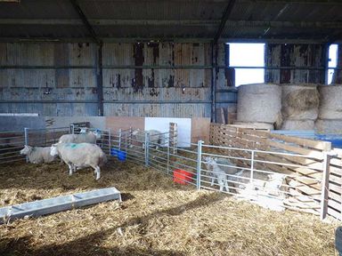 A barn interior with sheep in metal and wooden pens and hay bales stacked at Bran Goesgoch in Holyhead