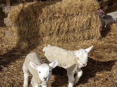Two lambs standing on straw with a hay bale in the background at Bran Goesgoch in Holyhead