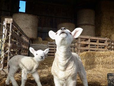 Two lambs standing on straw inside a barn with wooden pallets and hay bales at Bran Goesgoch in Holyhead