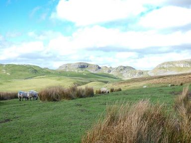 A field with sheep and tall grass with hills in the background at Squirrel Lodge in Gargrave near Skipton