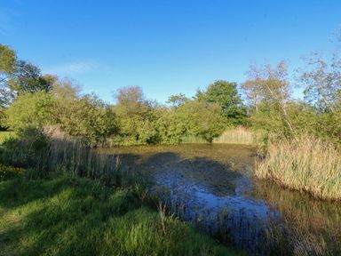 A pond surrounded by bushes and trees at Nyth Y Wennol Abersoch