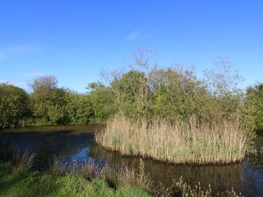 A wetland area with water, trees, and reeds at Nyth Y Wennol in Abersoch