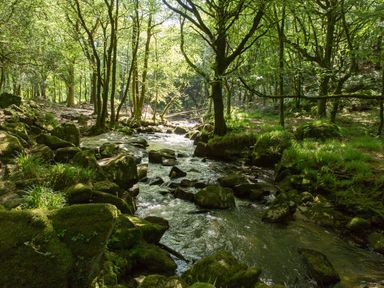 A forest scene with trees and a flowing stream surrounded by moss-covered rocks