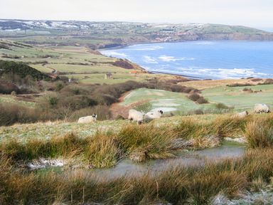 A coastal landscape with sheep grazing on grassy hills and the sea in the background at Cottage Val in Ravenscar