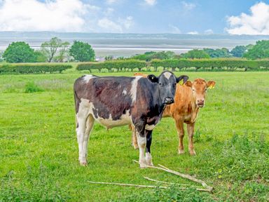 Two cows standing in a grassy field with hedges and trees in the background at Ewe Two in Oakenholt near Northop