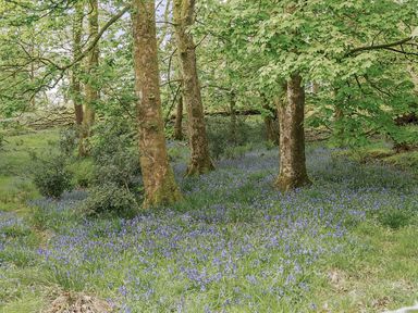 A wooded area with trees and purple flowers on the ground at Cherry - Woodland Cottages in Bowness-in-Windermere