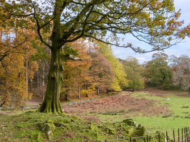 A large tree with moss on its trunk in a field next to a forest with autumn colors at Maple - Woodland Cottages in Bowness-on-Windermere