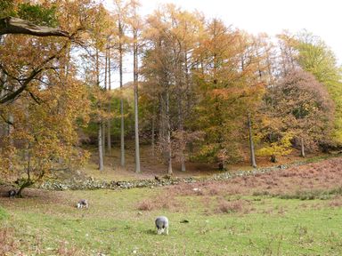A grassy field with grazing sheep and autumn trees in the background at Maple - Woodland Cottages in Bowness-on-Windermere