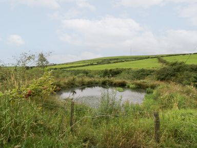 A pond surrounded by grasses and trees in Pennington near Ulverston