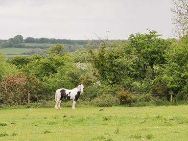 A black and white horse standing in a grassy field with green trees and hills in the background at Nestling Barn Peter Tavy near Tavistock
