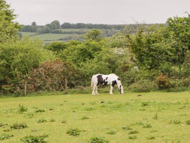 A horse grazing in a fenced grassy field with trees and rolling hills in the background at Nestling Barn Peter Tavy near Tavistock