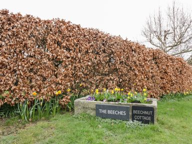 A garden with daffodils and a stone planter with signs reading The Beeches and Beechnut Cottage in Tewkesbury