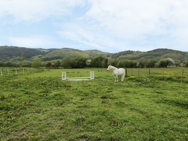 A white horse standing in a grassy field with a simple horse jump and hills in the background at Brickfield Cottage in Machynlleth