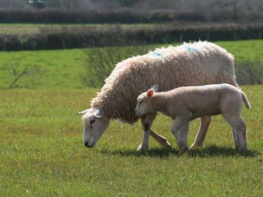 A sheep and a lamb grazing on grass in a field at The Dovecote in Hartland