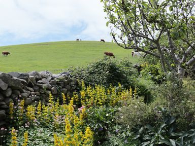 A garden with yellow and pink flowers near a stone wall and cows grazing on a hill in the background