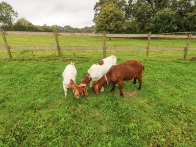 Three goats grazing on grass in a fenced pasture with trees in the background at Y Cartws in Nevern near Cardigan