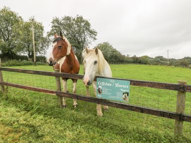 Two horses standing behind a wooden fence with a sign about the horses in a green field at Y Cartws in Nevern near Cardigan