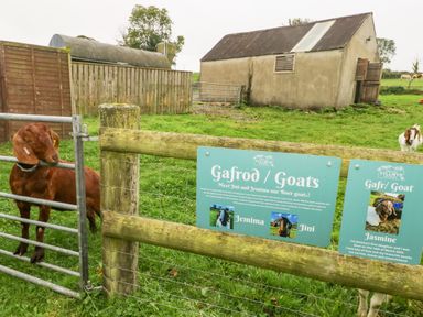 A goat standing by a metal gate next to signs about goats on a wooden fence in a grassy field with a barn in the background at Y Cartws in Nevern near Cardigan
