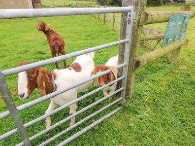Three goats behind a metal gate in a grassy fenced area at Y Cartws in Nevern near Cardigan