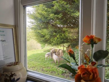 View through a window with sheep outside at The Old Workshop in Knowstone