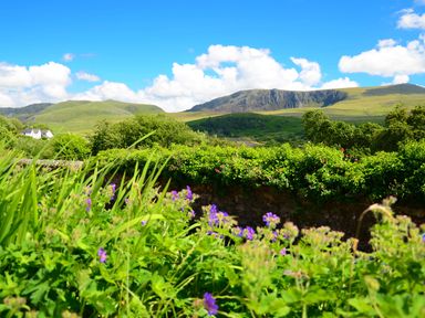 Green plants and purple flowers in front of green bushes with hills and a blue sky with clouds in the background at 60 Hyfrydle Road Talysarn near Caernarfon