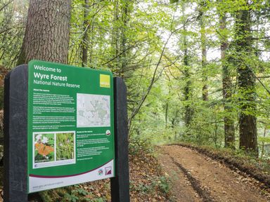 A dirt path through a forest next to a green informational sign for Wyre Forest National Nature Reserve at Town Mill in Bewdley