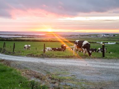 A field with cows grazing near a dirt road at sunset at Flynns Cottage in Quilty County Clare