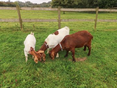 Three goats grazing on grass in a fenced pasture