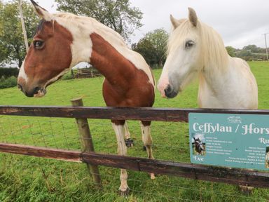 Two horses behind a wooden fence with a sign describing their names and details in a grassy field at Ty Llwyd in Nevern near Cardigan