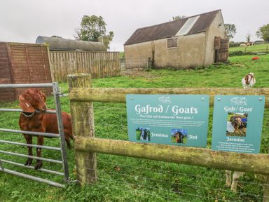 A grassy farmyard with goats near a fenced enclosure and informational signs about goats at Ty Llwyd in Nevern near Cardigan