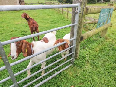 Three goats inside a fenced grassy area behind a metal gate with a wooden fence and a sign about goats
